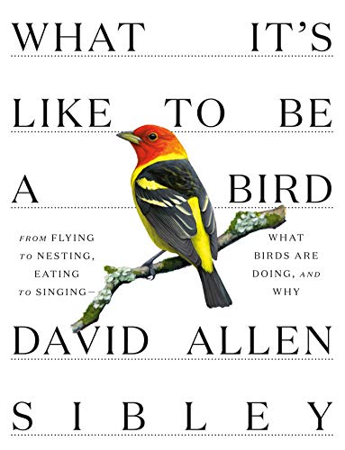What It's Like to Be a Bird: From Flying to Nesting, Eating to Singing--What Birds Are Doing, and Why -- David Allen Sibley - Hardcover