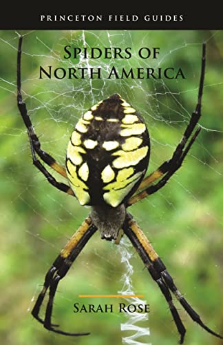 Spiders of North America -- Sarah Rose - Paperback
