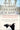 What It Takes to Save a Life: A Veterinarian's Quest for Healing and Hope -- Kwane Stewart, Hardcover