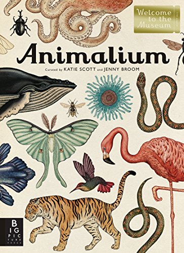 Animalium: Welcome to the Museum -- Jenny Broom, Hardcover