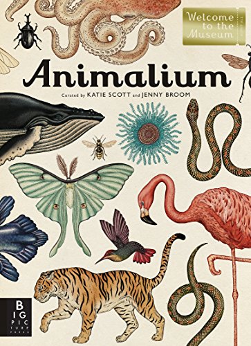 Animalium: Welcome to the Museum -- Jenny Broom - Hardcover