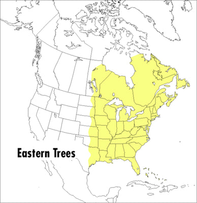 A Peterson Field Guide to Eastern Trees: Eastern United States and Canada, Including the Midwest by Wehr, Janet