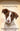 Decoding Your Dog: Explaining Common Dog Behaviors and How to Prevent or Change Unwanted Ones by Amer Coll of Veterinary Behaviorists