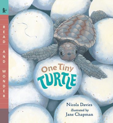 One Tiny Turtle: Read and Wonder by Davies, Nicola