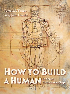 How to Build a Human: In Seven Evolutionary Steps by Turner, Pamela S.