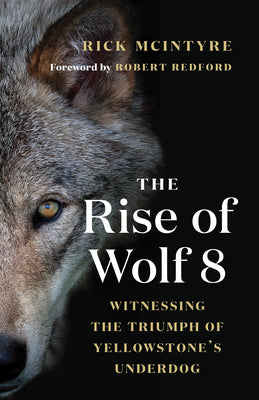 The Rise of Wolf 8: Witnessing the Triumph of Yellowstone's Underdog by McIntyre, Rick