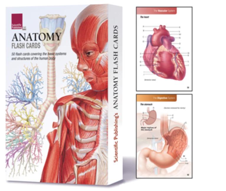 Anatomy Flash Cards by Scientific Publishing